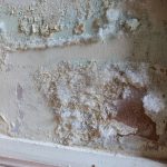 Close,Up,White,Fluffy,White,Mould,On,Internal,Plastered,Brick